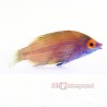 Pink Streak Wrasse (Pseudocheilinops ataenia)