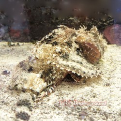 Common Stonefish (Synanceia...