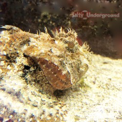 Common Stonefish (Synanceia Verrocosa)