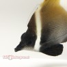 Brown Heniochus Butterflyfish (Heniochus varius) right