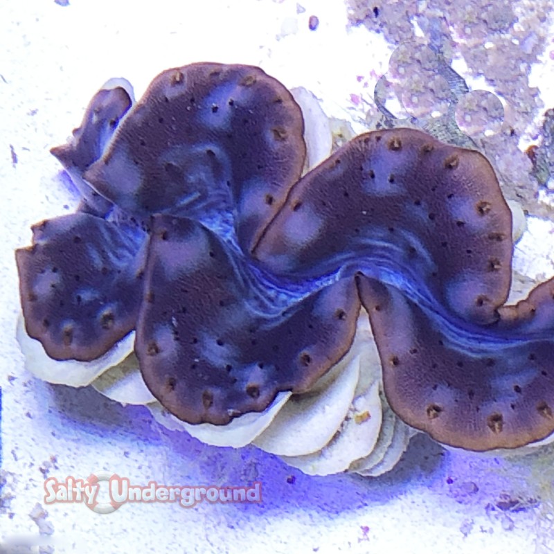 Denim Blues Tridacna Maxima Clam  3-4 inches