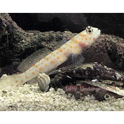 Orange Spotted Prawn Goby