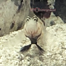 Orange Spotted Prawn Goby face