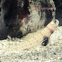 Orange Spotted Prawn Goby