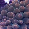 Rainbow Bubble Tip Anemone