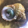 Mexican Cat Eye Snails