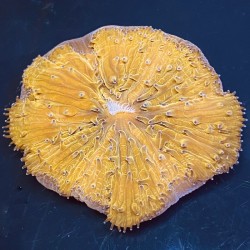 Fungia Coral - Metallic...