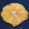 Fungia Coral - Metallic Pinwheel (Orange)