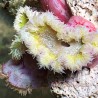 Ultra Rock Flower Anemone 1