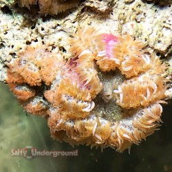 Ultra Rock Flower Anemone 2