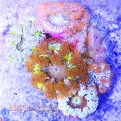 Ultra Rock Flower Anemone cover