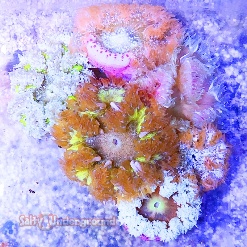 Ultra Rock Flower Anemone cover