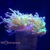 Torch Coral