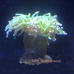 Torch Coral