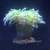 Torch Coral