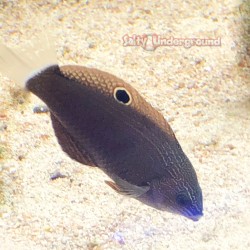 Tamarin Wrasse full