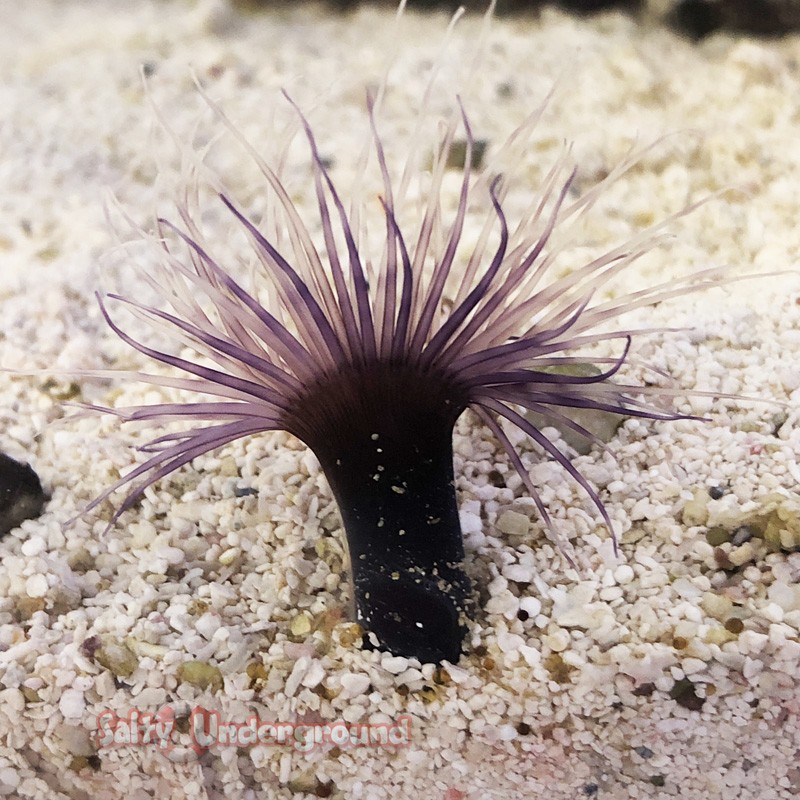 Purple Tube Anemone