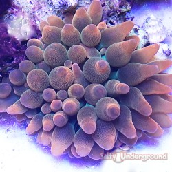 Rainbow Bubble Tip Anemone