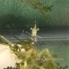 Anemone Shrimp (Periclimenes venusta)