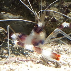 Coral Banded Shrimp (Stenopus hispidus)