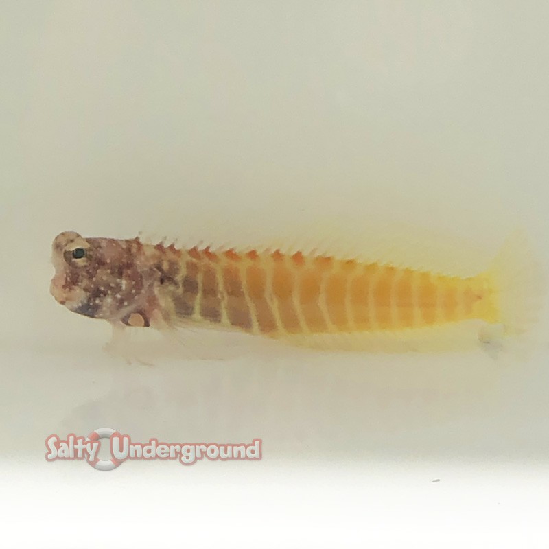 Blue Spot Blenny (Salarias guttatus)