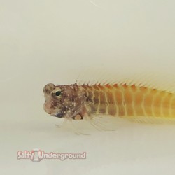 Blue Spot Blenny (Salarias guttatus)