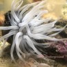 Condylactis Anemone Haitian (Condylactis sp.) full