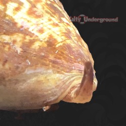 Alphabet Cone Snail