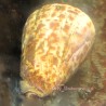 Cone Snail