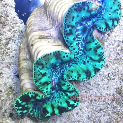 Azure Nights Ultra-Grade Maxima Clam  5.5 inches closer