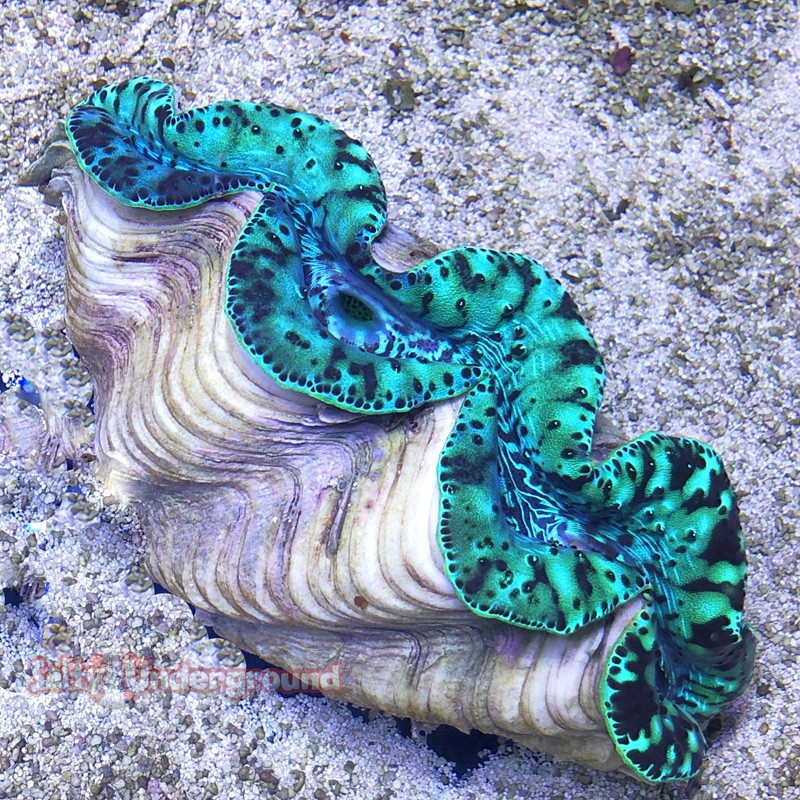 Azure Nights Ultra-Grade Maxima Clam  5.5 inches full