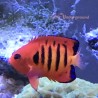 Flame Angelfish (Centropyge loricula)