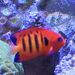 Flame Angelfish (Centropyge loricula) right