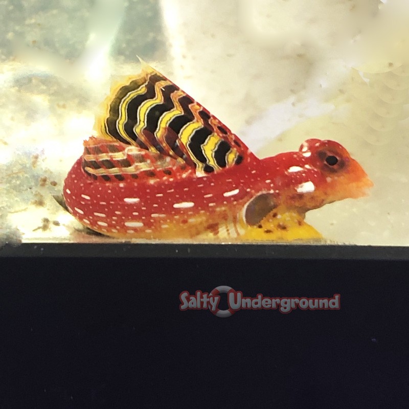 Ruby Red Dragonet Goby (Synchiropus sycorax) flared