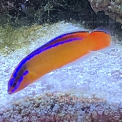 Neon Dottyback (Pseudochromis aldabraensis) full