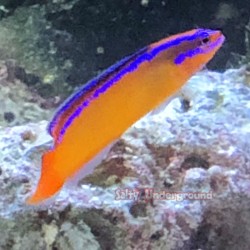 Neon Dottyback (Pseudochromis aldabraensis) right full