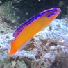 Neon Dottyback (Pseudochromis aldabraensis) right full