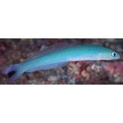 Blue Gudgeon Dartfish (Ptereleotris heteroptera)