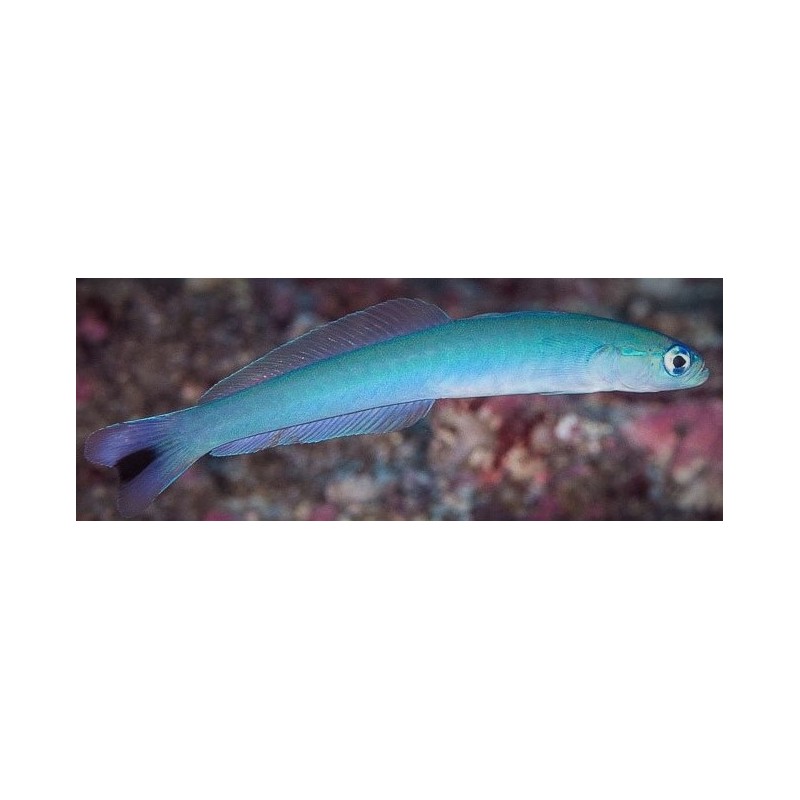 Blue Gudgeon Dartfish (Ptereleotris heteroptera)