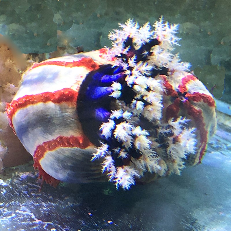 Sea Apple-Australia (Coral Sea) cucumber