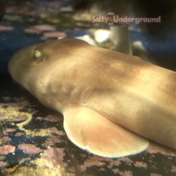 Banded Bamboo Shark