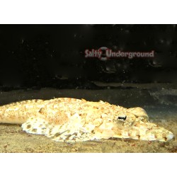 Crocodilefish (Cymbacephalus beauforti)