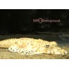 Crocodilefish (Cymbacephalus beauforti)