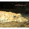 Crocodilefish (Cymbacephalus beauforti)