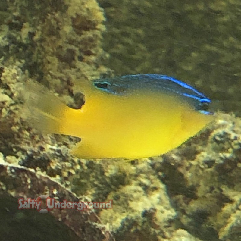 Honey Damselfish