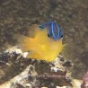 Honey Damselfish