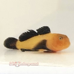 Panda Goby (Paragobius...