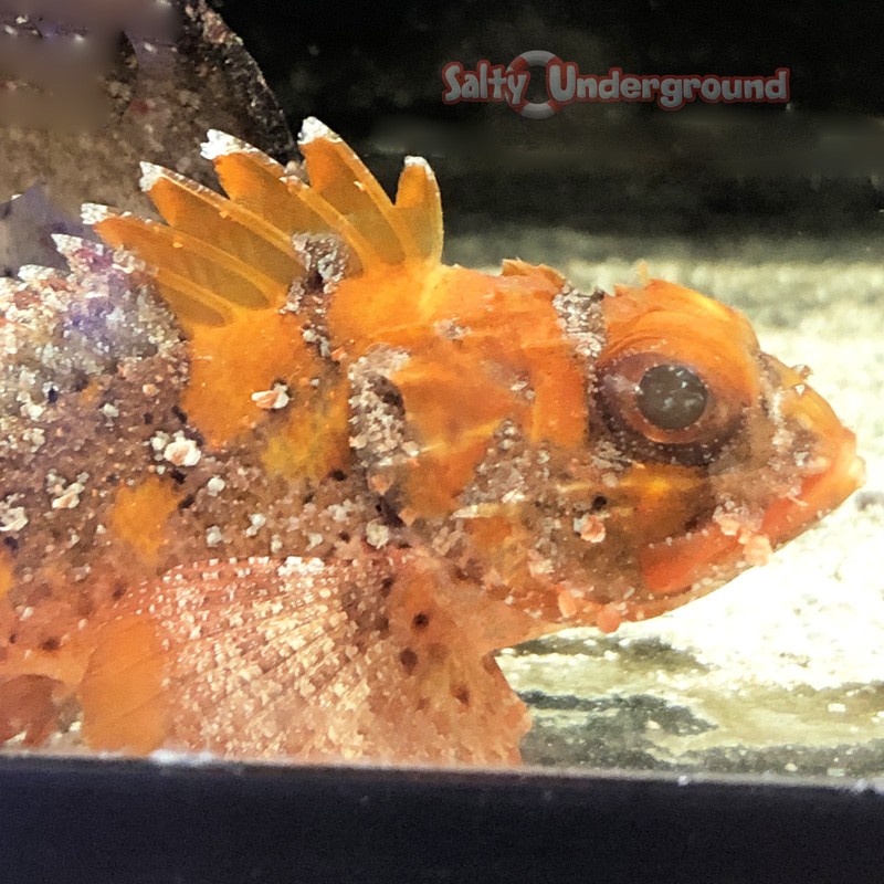 Red Scorpionfish (Scorpaena scrofa) close