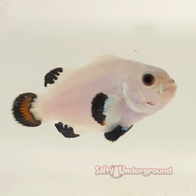 Snow Storm Clownfish-Captive Bred