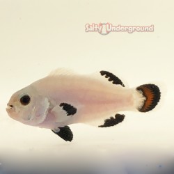 Snow Storm Clownfish-Captive Bred